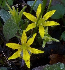 Gagea bohemica