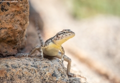 Psammophilus dorsalis