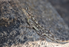 Psammophilus dorsalis