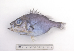 Ostracoberyx paxtoni