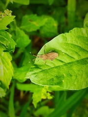 Enoplops disciger