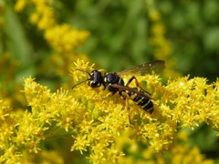 Cerceris arenaria