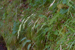 Bromus morrisonensis