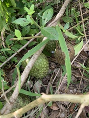 Annona