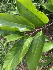 Annona