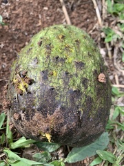 Annona