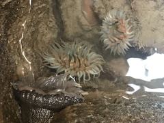 Bunodosoma cavernatum