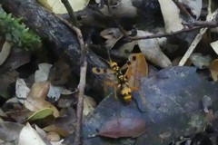 Sphictostethus gravesii