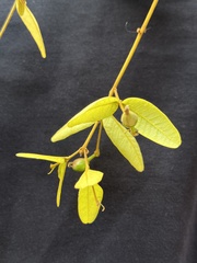 Enkleia malaccensis