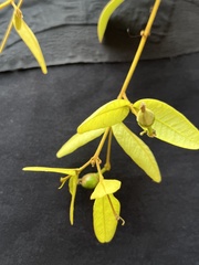 Enkleia malaccensis