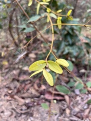 Enkleia malaccensis