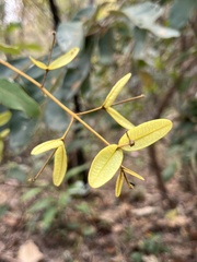 Enkleia malaccensis