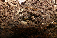 Creobius eydouxii