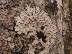 Ricasolia amplissima