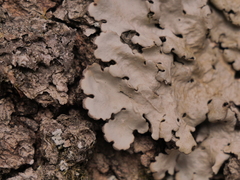 Ricasolia amplissima