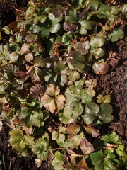 Waldsteinia