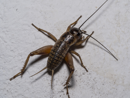 Southern Field Cricket