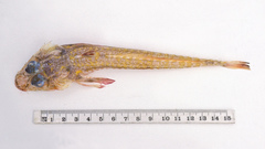 Hoplichthys gilberti