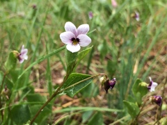 Viola cuneata