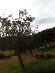 Kigelia africana