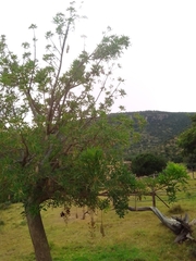 Kigelia africana