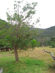 Kigelia africana