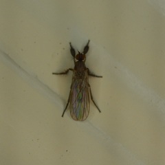 Hilara seriata