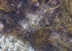 Halichoeres brownfieldi