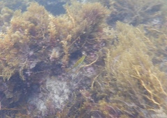 Halichoeres brownfieldi