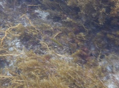 Halichoeres brownfieldi