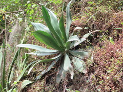 Agave inaequidens