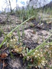 Aspidoglossum heterophyllum