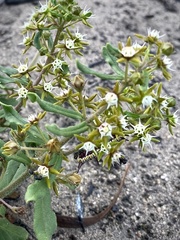 Aspidoglossum heterophyllum
