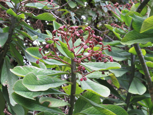 Euphorbia umbellata