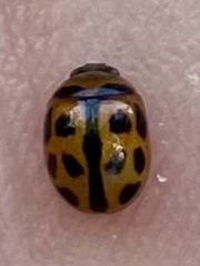 Peltoschema basicolle