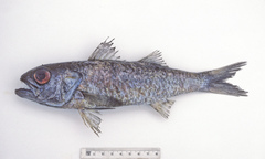 Blackmouth Splitfin photo 1
