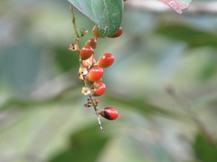 Citharexylum berlandieri