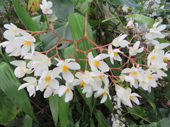 Begonia obliqua