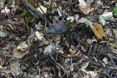 Sphictostethus gravesii