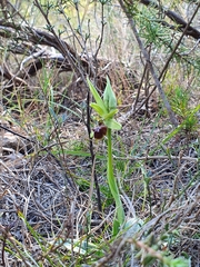 Ophrys sphegodes massiliensis