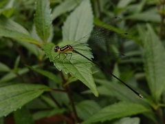 Coeliccia membranipes