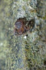 Pycnaxis
