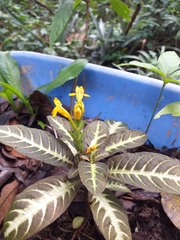 Aphelandra maculata