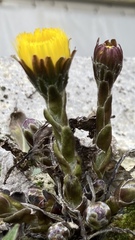 Tussilago farfara