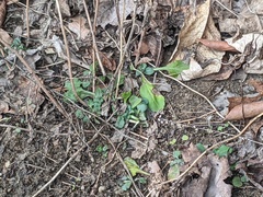 Solidago albopilosa