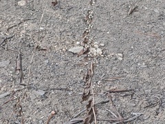 Solidago albopilosa