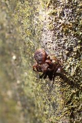 Pycnaxis