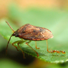 Dendrocoris humeralis