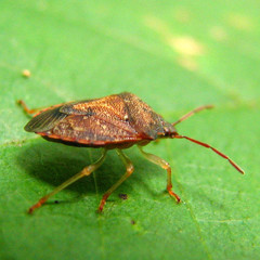 Dendrocoris humeralis