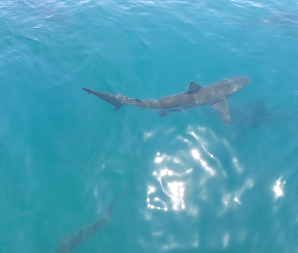 Bronze whaler shark seen from above in turquoise water
